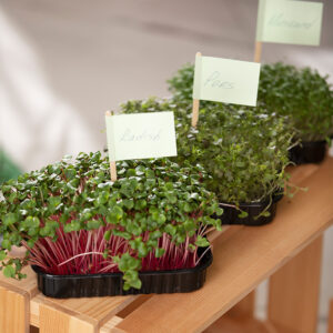 Kit de Microgreens