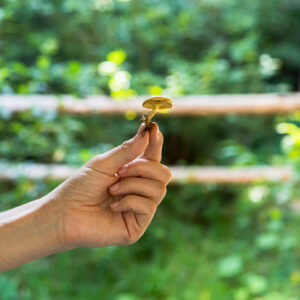 Kit Doméstico para Cultivo de Hongos Comestibles